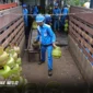 Petugas memindahkan tabung LPG 3 kg dari truk pengangkut ke gudang pangkalan untuk memperkuat stok LPG 3 kg Sulteng menjelang Ramadan. Foto : Pertamina