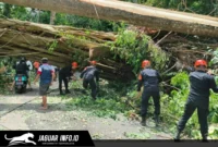 Personel Batalyon C Pelopor Satbrimob Polda Sulut saat mengevakuasi material pohon yang menutupi badan jalan di jalur Warembungan-Sea, Minggu (19/4/2026).