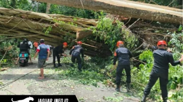 Personel Batalyon C Pelopor Satbrimob Polda Sulut saat mengevakuasi material pohon yang menutupi badan jalan di jalur Warembungan-Sea, Minggu (19/4/2026).