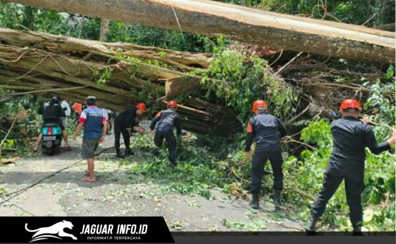 Personel Batalyon C Pelopor Satbrimob Polda Sulut saat mengevakuasi material pohon yang menutupi badan jalan di jalur Warembungan-Sea, Minggu (19/4/2026).