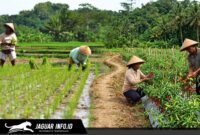 Para petani lokal di Kabupaten Bolaang Mongondow Selatan saat melakukan aktivitas perawatan tanaman hortikultura. Penguatan kelembagaan kelompok tani menjadi fokus utama BI Sulut dan Pemkab Bolsel guna menggenjot produktivitas dan menjaga stabilitas pasokan pangan regional.