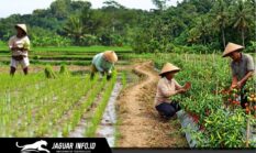 BI Sulut Dorong Penguatan Kelembagaan Petani Bolsel Guna Atasi Gejolak Harga Pangan