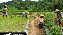 Para petani lokal di Kabupaten Bolaang Mongondow Selatan saat melakukan aktivitas perawatan tanaman hortikultura. Penguatan kelembagaan kelompok tani menjadi fokus utama BI Sulut dan Pemkab Bolsel guna menggenjot produktivitas dan menjaga stabilitas pasokan pangan regional.