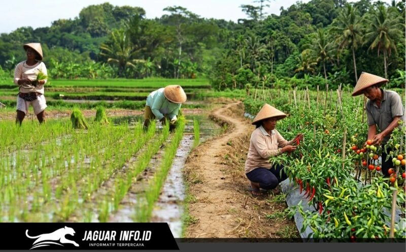 Para petani lokal di Kabupaten Bolaang Mongondow Selatan saat melakukan aktivitas perawatan tanaman hortikultura. Penguatan kelembagaan kelompok tani menjadi fokus utama BI Sulut dan Pemkab Bolsel guna menggenjot produktivitas dan menjaga stabilitas pasokan pangan regional.