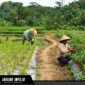 Para petani lokal di Kabupaten Bolaang Mongondow Selatan saat melakukan aktivitas perawatan tanaman hortikultura. Penguatan kelembagaan kelompok tani menjadi fokus utama BI Sulut dan Pemkab Bolsel guna menggenjot produktivitas dan menjaga stabilitas pasokan pangan regional.