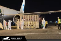 Petugas Karantina Sulut melakukan pengecekan kesehatan terhadap bibit babi impor setibanya di Bandara Sam Ratulangi, Manado.
