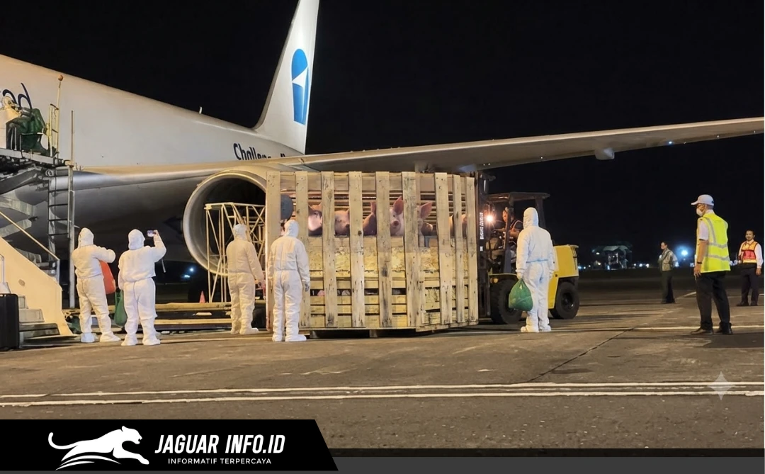 Petugas Karantina Sulut melakukan pengecekan kesehatan terhadap bibit babi impor setibanya di Bandara Sam Ratulangi, Manado.
