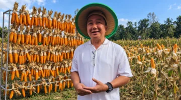 Owner Girian Jaya, Voultair Loma, saat diwawancarai awak media usai panen jagung varietas Yellow Corn di Minahasa Utara, Rabu (28/10/2026).